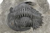 Detailed Hollardops Trilobite With Nice Eyes - Ofaten, Morocco #216564-3
